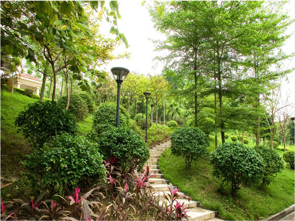 「边坡绿化」植物防护的主要目的